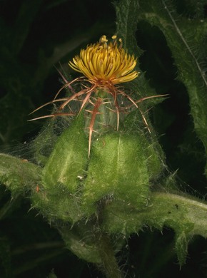 �������� ��������: ������ ��������, ����������� �����, ������ ��������������.